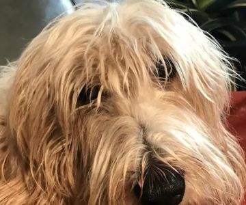 Wicker Park Veterinary Clinic