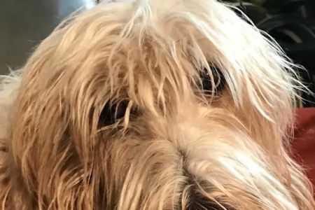 Wicker Park Veterinary Clinic