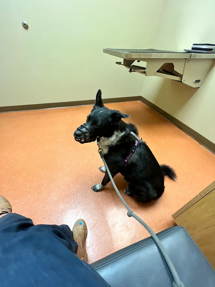 Wicker Park Veterinary Clinic 7