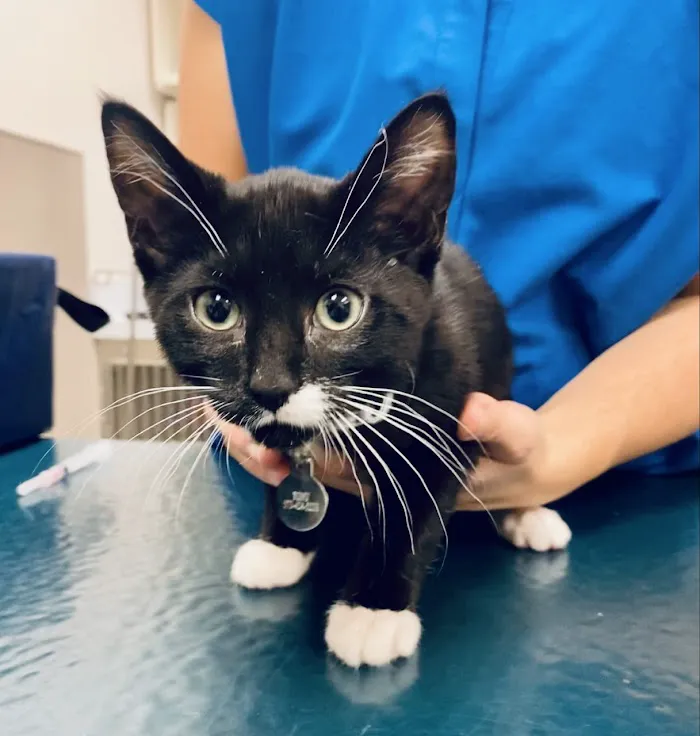 Medical District Veterinary Clinic at Illinois 12