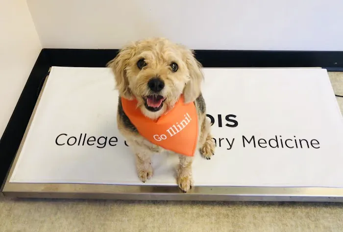 Medical District Veterinary Clinic at Illinois 12