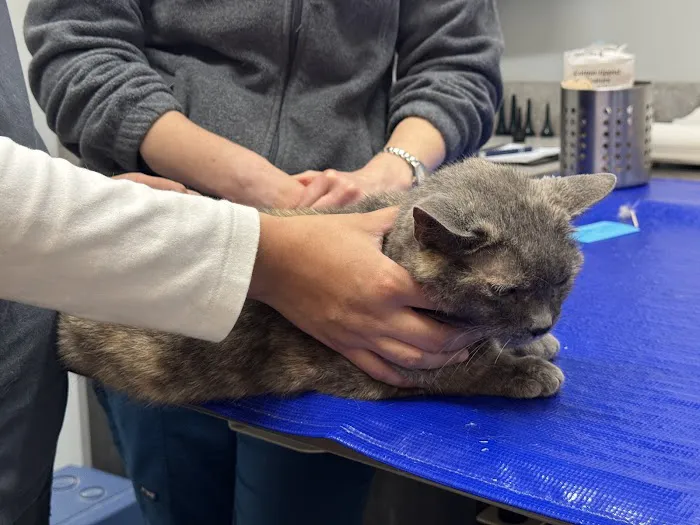 East Side Veterinary Clinic 2