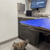 East Side Veterinary Clinic ico