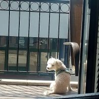 Scout Veterinary Urgent Care - West Loop ico