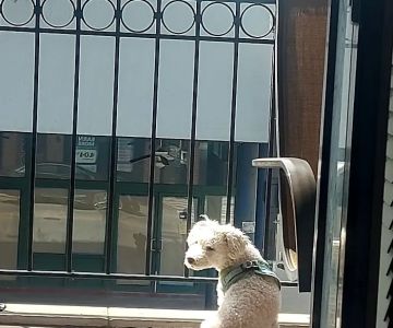 Scout Veterinary Urgent Care - West Loop
