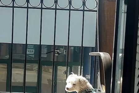 Scout Veterinary Urgent Care - West Loop