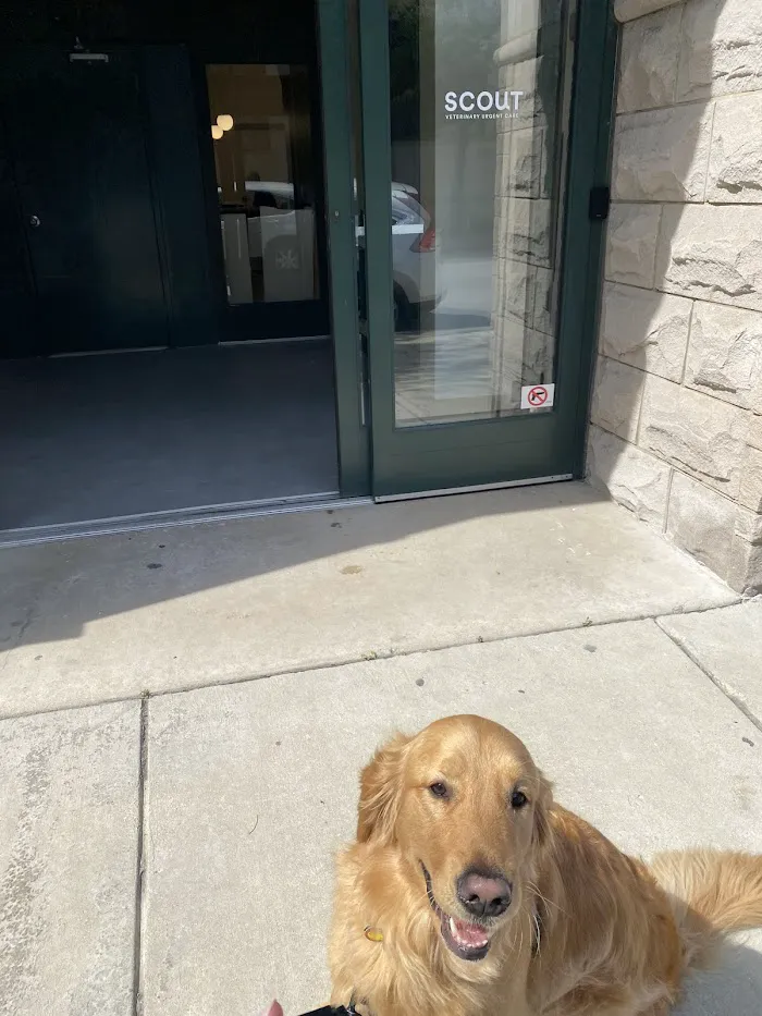 Scout Veterinary Urgent Care - West Loop 12