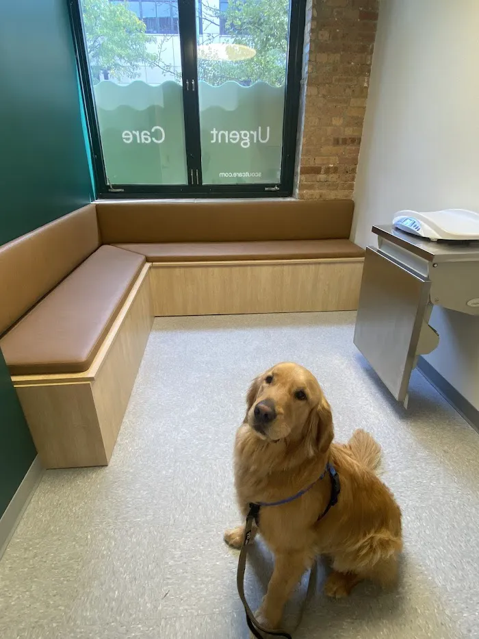 Scout Veterinary Urgent Care - West Loop 12