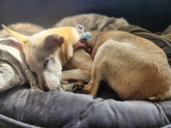 Sploot Veterinary Care - Roscoe Village 4
