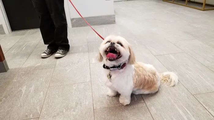 GoodVets Streeterville 7