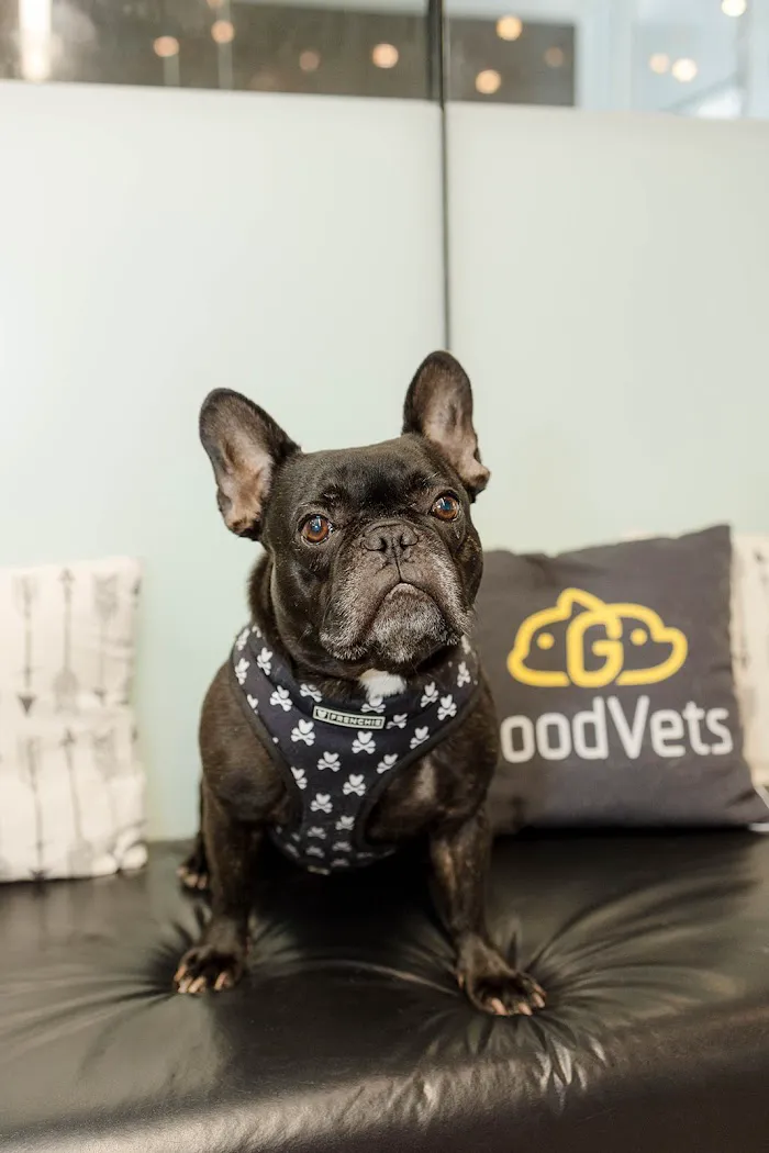 GoodVets Streeterville 6