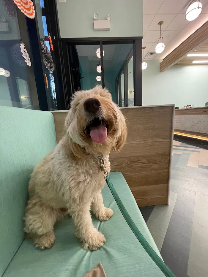 BLVD Vet Lakeview Lincoln Park 12
