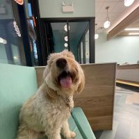 BLVD Vet Lakeview Lincoln Park ico