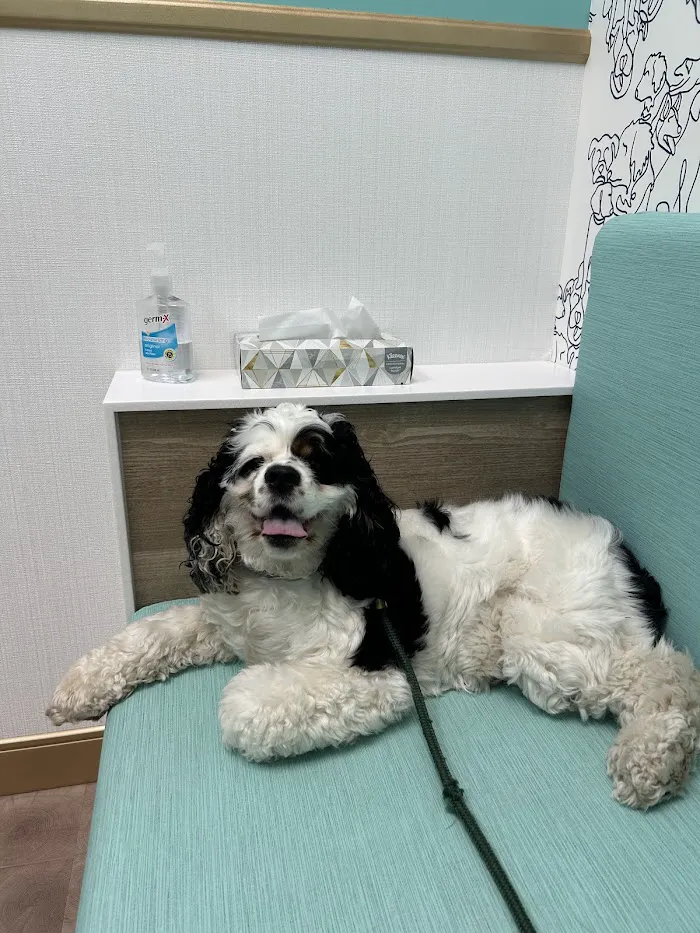 BLVD Vet Lakeview Lincoln Park 12