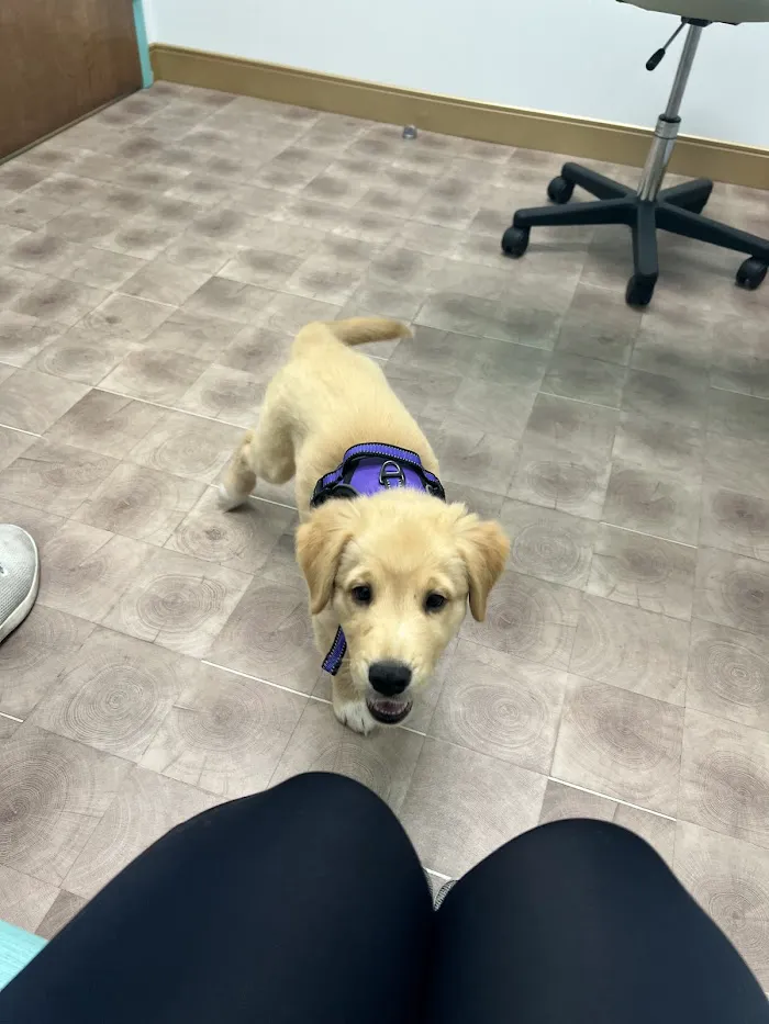 BLVD Vet Lakeview Lincoln Park 12