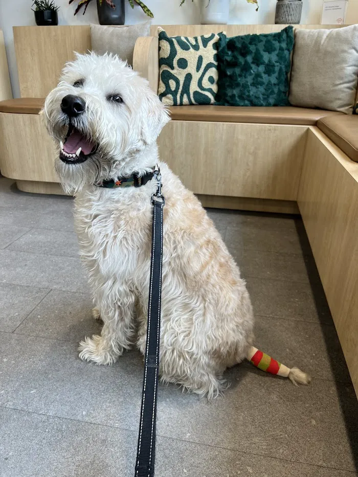 Scout Veterinary Urgent Care - Lincoln Park 6