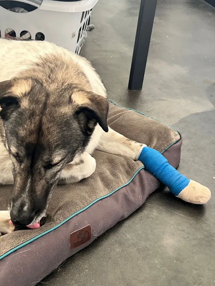 Scout Veterinary Urgent Care - Lincoln Park 7