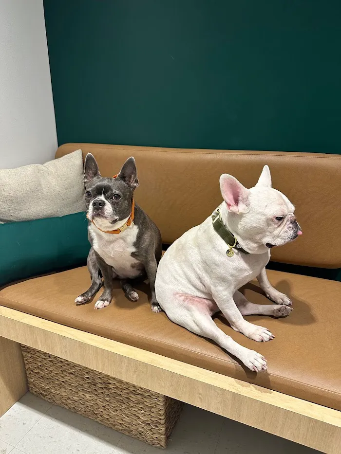 Scout Veterinary Urgent Care - Lincoln Park 2