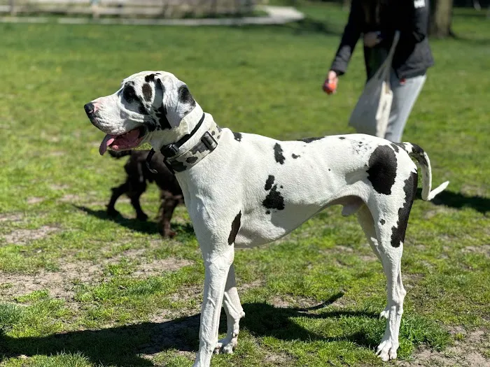 Scout Veterinary Urgent Care - Lincoln Park 4