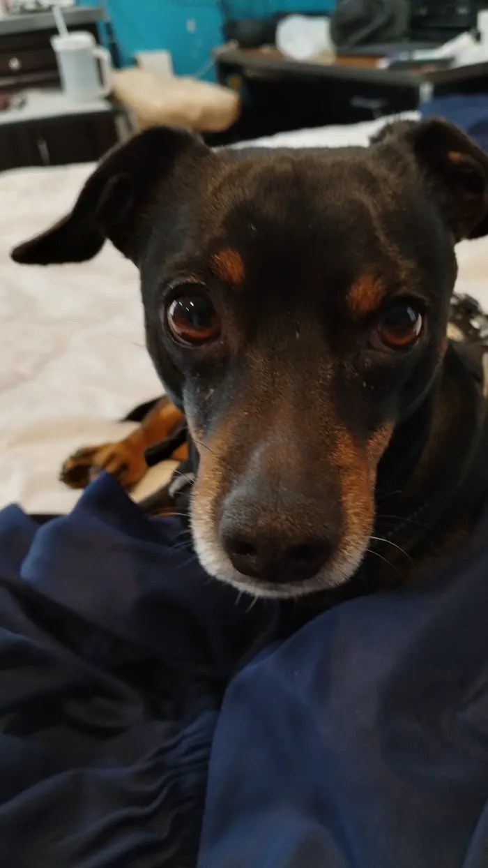 Heartland Veterinary Partners 8