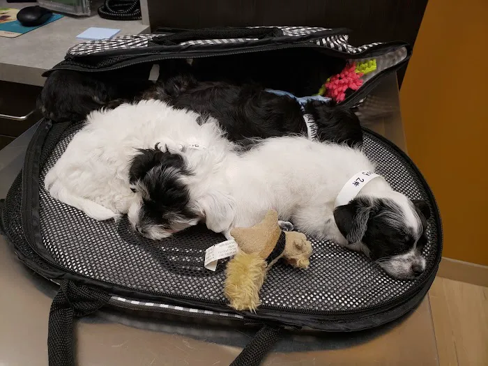 Old Town Animal Care Center 5