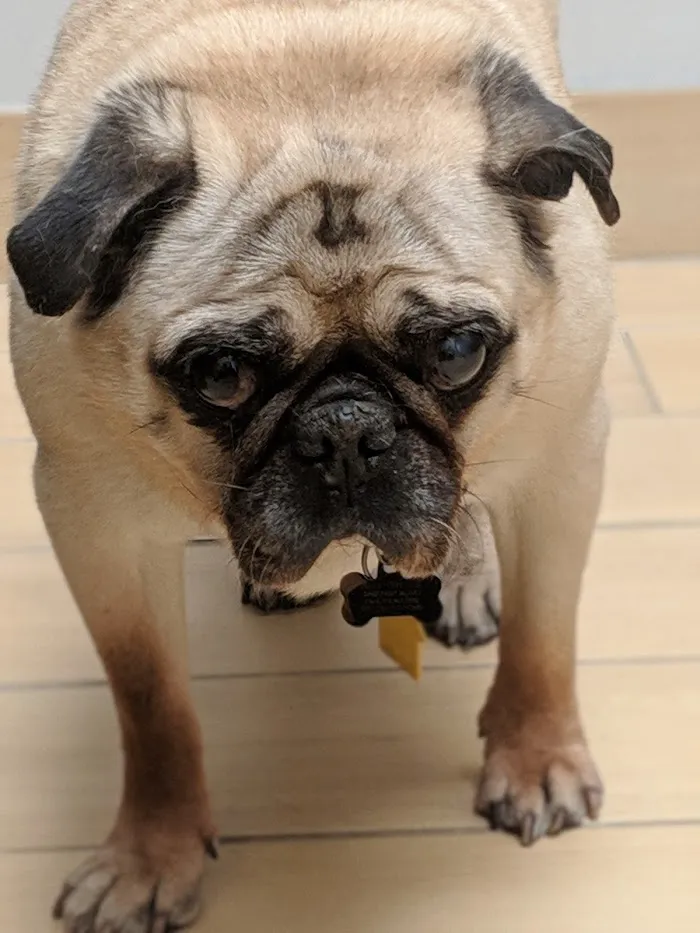 Old Town Animal Care Center 6