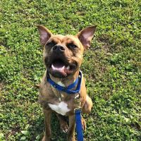 Old Town Animal Care Center ico