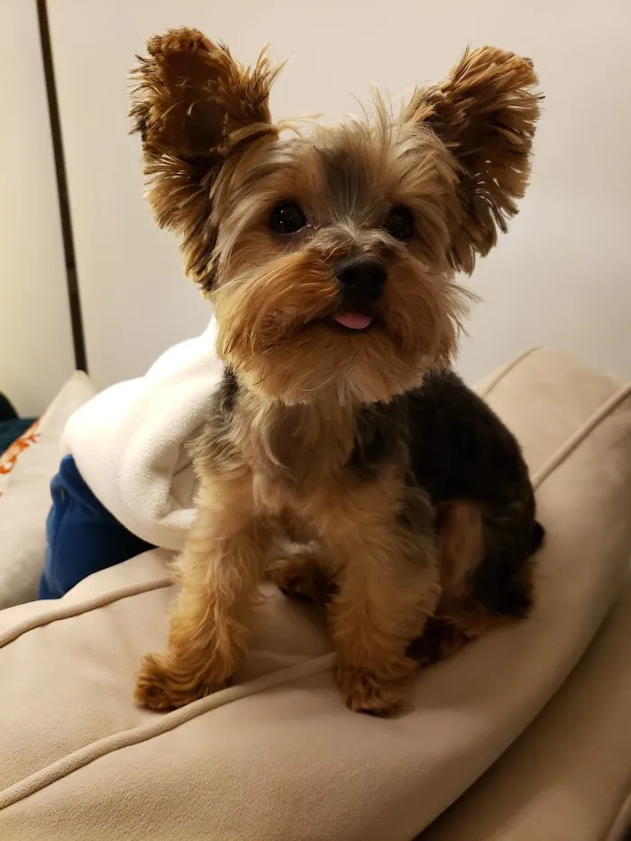 Old Town Animal Care Center 7