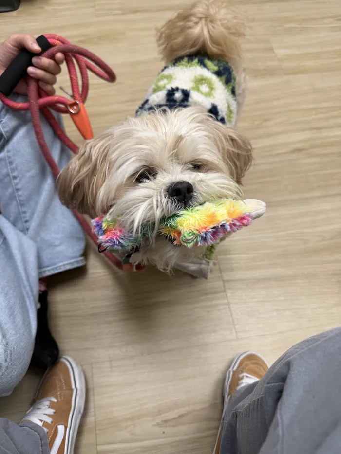 Ivy Veterinary Care 12