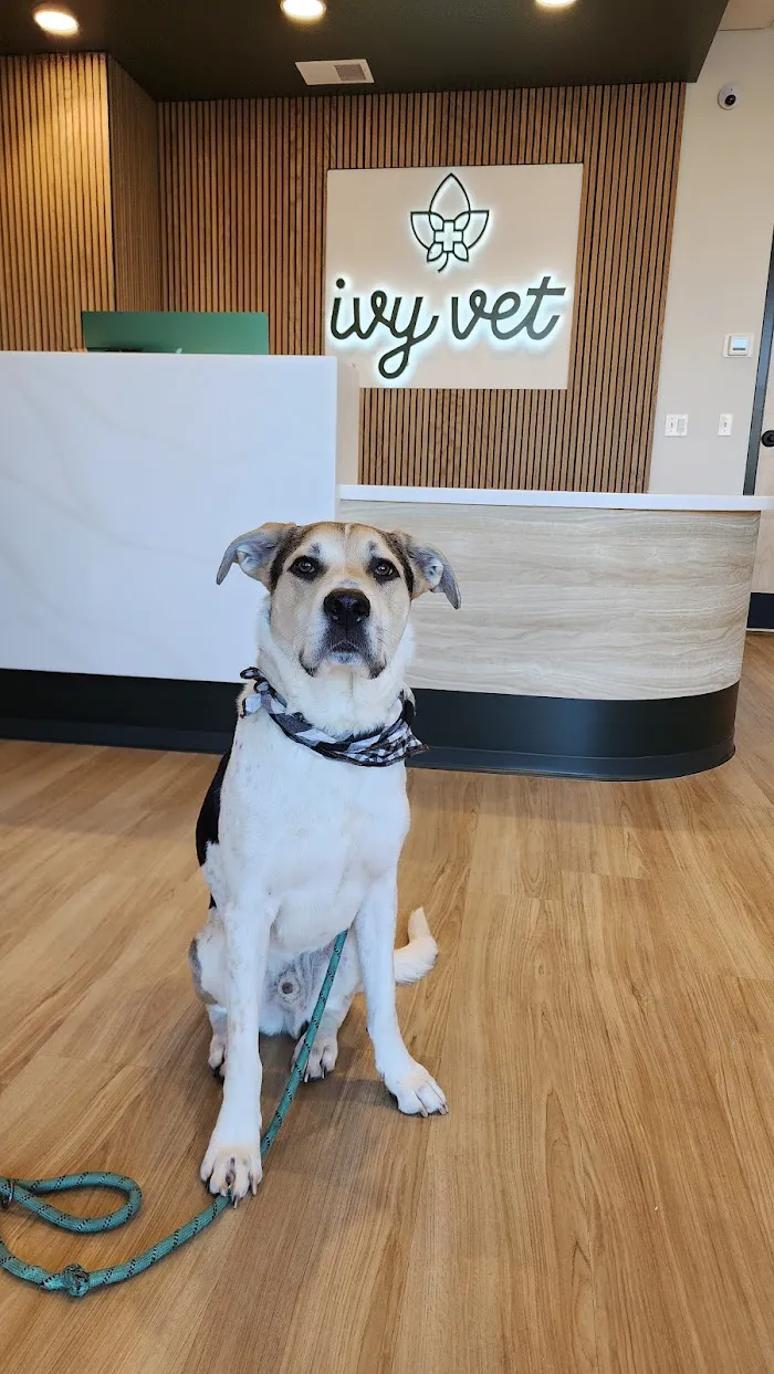 Ivy Veterinary Care 12
