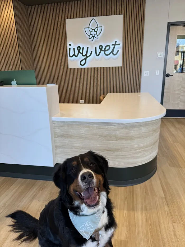 Ivy Veterinary Care 12