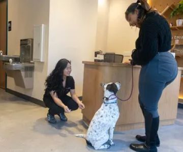 Sploot Veterinary Care - Logan Square