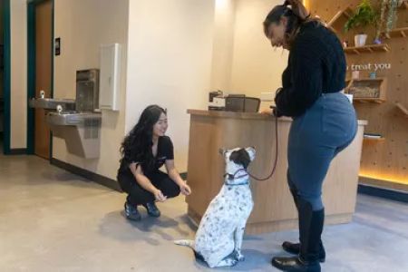 Sploot Veterinary Care - Logan Square