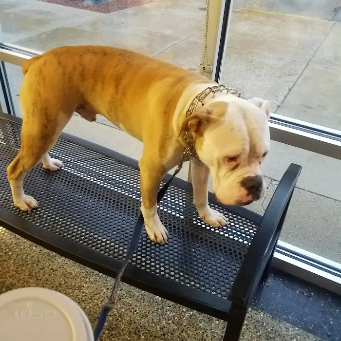 VCA Animal Care Center of Chicago 12