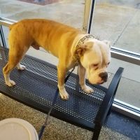 VCA Animal Care Center of Chicago ico