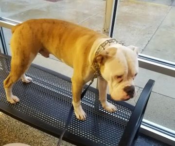 VCA Animal Care Center of Chicago