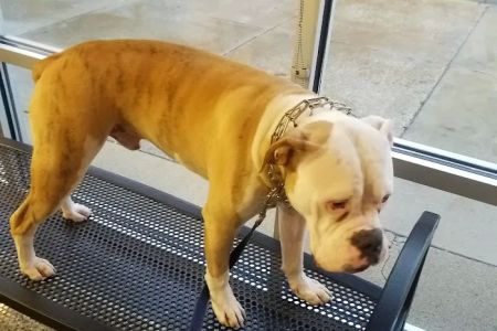 VCA Animal Care Center of Chicago