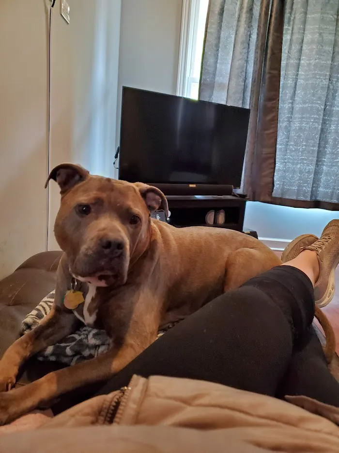 VCA Animal Care Center of Chicago 12