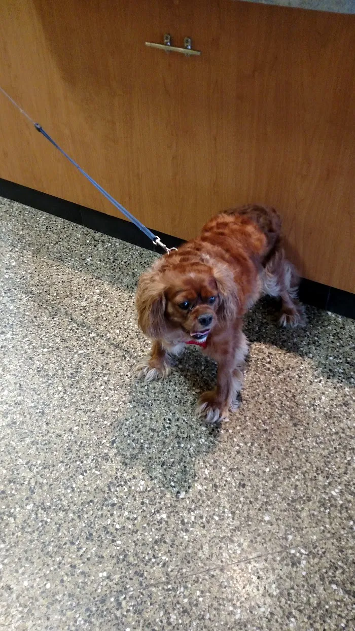 VCA Animal Care Center of Chicago 12