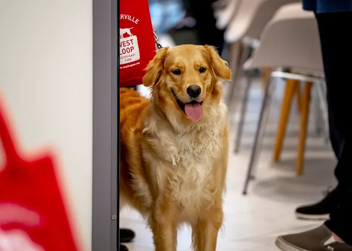 West Loop Veterinary Care Streeterville 9
