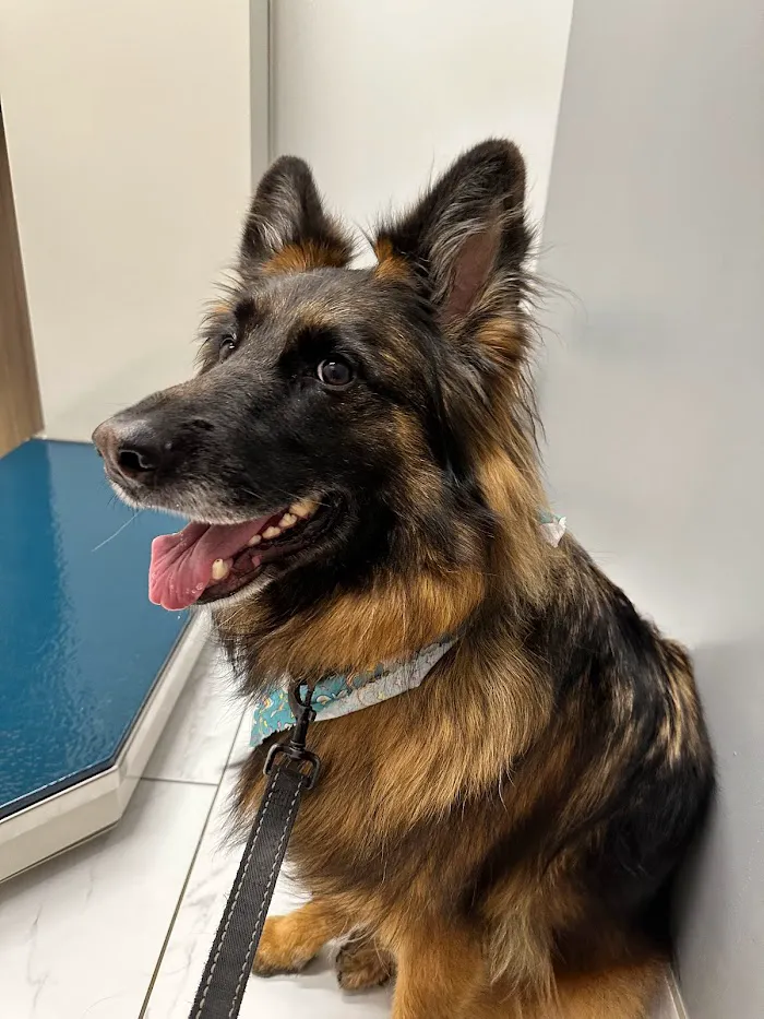 West Loop Veterinary Care Streeterville 6