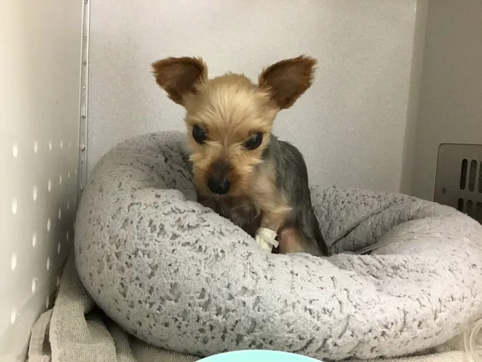 Premier Veterinary Group - Chicago 7