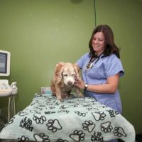 Premier Veterinary Group - Chicago ico