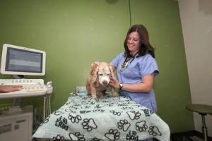 Premier Veterinary Group - Chicago