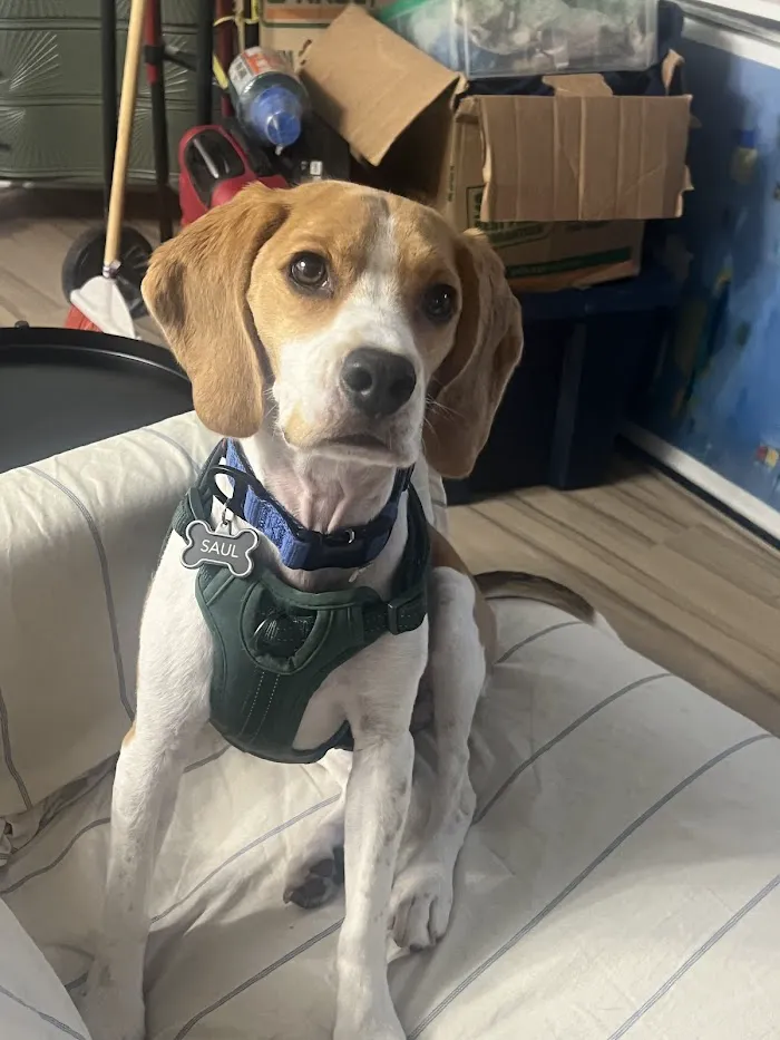 Chicago Veterinary Emergency Center and Specialty Care 12