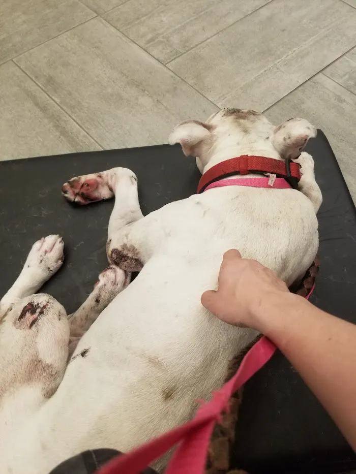 Chicago Veterinary Emergency Center and Specialty Care 12