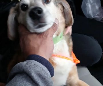 Chicago Veterinary Emergency Center and Specialty Care