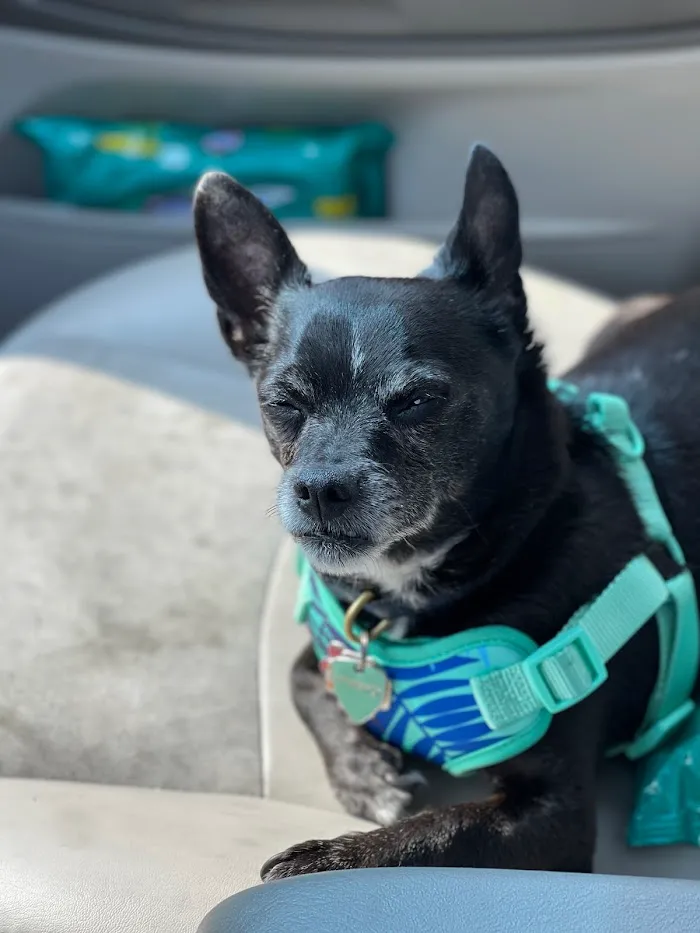 Chicago Veterinary Emergency Center and Specialty Care 12