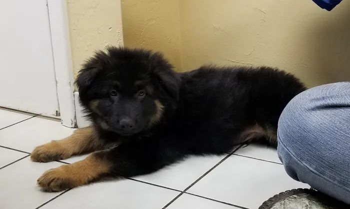 Countryside Animal Hospital 12