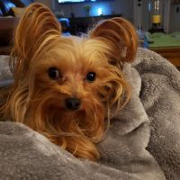 Williston Veterinary Clinic ico